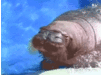24 ноября отмечается день моржа. Моржи – крупнейшие ластоногие, обитающие в северном полушарии нашей планеты